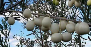 بالصور.. شاهد أغرب أشجار الزيتون بـ"ثمار بيضاء وزيت أصفر" فى فلسطين