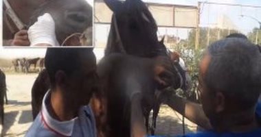 بالفيديو.. قافلة طبية لعلاج الخيول فى نزلة السمان