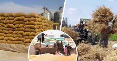 الزراعة تعلن بدء حصاد القمح بمشروع غرب المنيا وتوريد المحصول لصوامع التموين