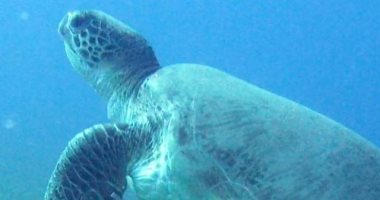 البيئة: حملة على مدار اسبوع لمواجهة بيع السلاحف البحرية بأسواق الإسكندرية