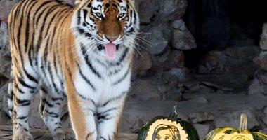 بالصور.. نمر ودب يصوتان بين "كلينتون" و"ترامب" فى حديقة حيوان روسية