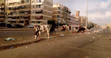 بالصور.. أبقار تتغذى على القمامة أمام المقابر فى بورسعيد