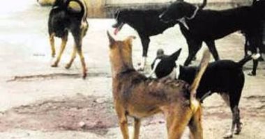 قارئ يشكو من انتشار الكلاب الضالة فى شوارع مصر الجديدة