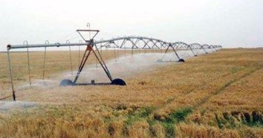 زراعة المنوفية: أنهينا زراعة 100 ألف فدان من القمح