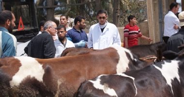 ‫الطب البيطرى يطلق قافلة بيطرية مجانية لعلاج الماشية بالشرقية 