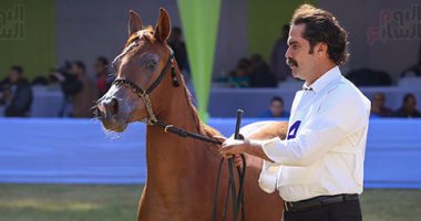إقامة البطولة الدولية لجمال الخيول العربية 16 نوفمبر بعين شمس
