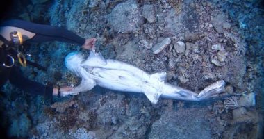 جمعية هيبكا: العثور على سمكتى قرش مذبوحتين بجزيرة الأخوين بمرسى علم