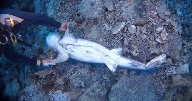 محميات البحر الأحمر : إرسال لجنة من البيئة للتأكد من واقعة ذبح القرشين