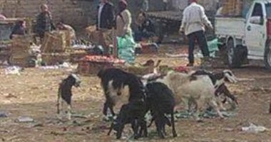 قارئ يرسل صورا لمركز شباب بالبحيرة تحول إلى سوق وترعى فيه الماعز