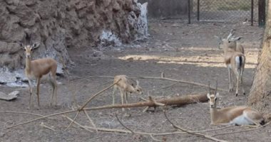 "الزراعة": مولود جديد للغزال المصرى المهدد بالانقراض بحديقة حيوان الجيزة
