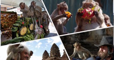 تكريم القرود لجلب الحظ فى مهرجان بأحد المعابد الكبرى بتايلاند 