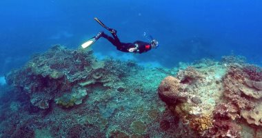 موت مئات الكيلومترات من الشعاب المرجانية بأستراليا يتسبب بأزمة سياحية