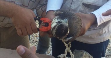 وزارة البيئة تعيد صقر شاهين إلى أسوان بعد ضبطه مع صياد