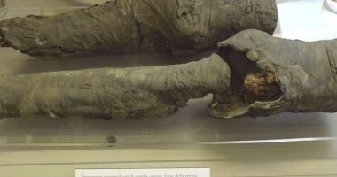 دراسة حديثة: الساقان المحنطتان فى متحف تورينو بإيطاليا تعودان لنفرتارى