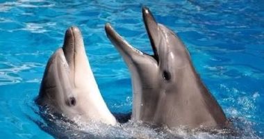 "الدلافين أو صمداى".. 5 معلومات عن أجمل محميات العالم بمرسى علم 