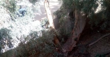 قارئ يحذر من سقوط شجرة ضخمة على طلاب مدرسة بالسويس