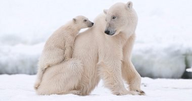 ديلى ميل: مخاوف من انقراض الدب القطبى بسبب ذوبان الجليد