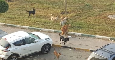 قارئ يشكو من انتشار الكلاب الضالة بشوارع منطقة شيراتون فى النزهة