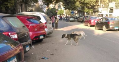 قارئ يطالب بنقل الكلاب الضالة لأماكن مخصصة بعيدا عن مناطق السكان بعين شمس