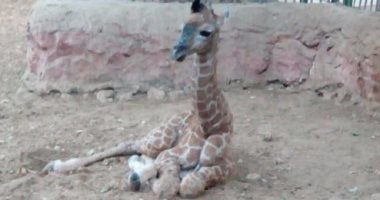  حديقة حيوان الجيزة تعلن عن مولود للزرافة سونسن أطلق علية اسم "عزيز" 