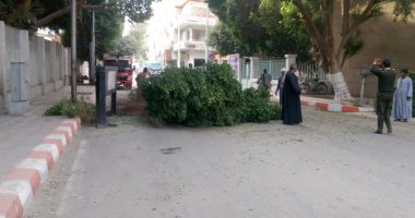 سقوط شجرة أمام مبنى محافظة قنا بسبب سوء الأحوال الجوية