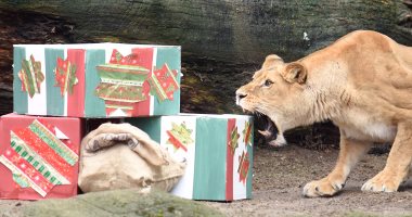 بالصور... توزيع هدايا على الحيوانات المفترسة فى ألمانيا احتفالا بالكريسماس