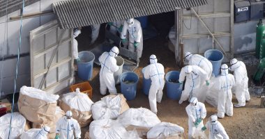 إعدام 66500 دجاجة فى منطقة صينية بعد تفشى إنفلونزا الطيور