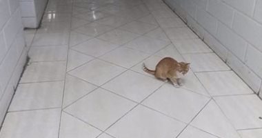 بالصور.. قطة تتجول بمبنى الاستقبال بمستشفى أشمون العام