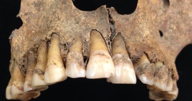 العثور على جزء من فك و6 أسنان لإنسان إندونيسيا الأول عمره 700 ألف عام