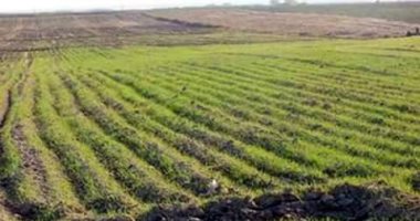 نقص الأراضى الزراعية بحى المرج من ألف فدان لـ100 بسبب التعديات 