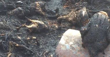 السيطرة على حريق اندلع بمزرعة دواجن في بنى سويف