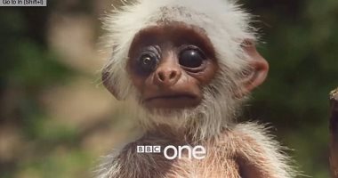بالفيديو.. BBC ترسل "روبوت" لرصد الحياة البرية.. شاهد كيف تصرفت الحيوانات