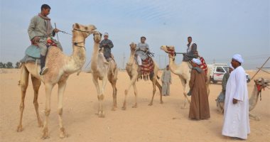 تخصيص مضمار لسباقات الهجن فى منطقة الجفجافة بشمال سيناء
