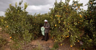 برامج توعوية بحقول المحاصيل البستانية لمواجهة جفاف أشجار الفاكهة