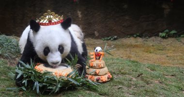 "باسى" الباندا الأكبر سنًا فى العالم تحتفل بعيد ميلادها الـ 37