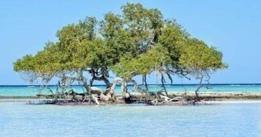 محميات البحر الأحمر تقوم بإحاطة أشجار المانجروف بعلامات لحمايتها