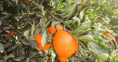 "الزراعة" تحدد 9 إجراءات لزيادة إنتاج البرتقال.. تعرف عليها  
