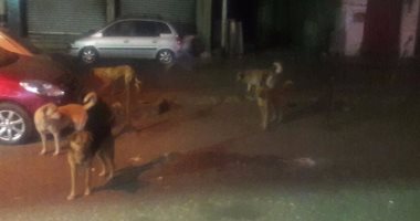 قارئ يستغيث من الكلاب الضالة فى منطقة السيوف شماعة بالإسكندرية