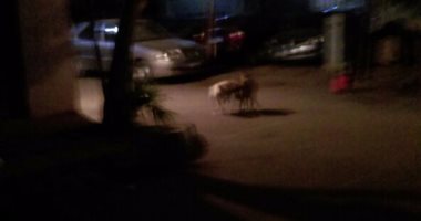 شكوى من انتشار الكلاب الضالة فى شوارع الزيتون بالقاهرة