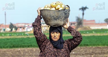 "الحجر الزراعى": ارتفاع صادرات البطاطس لأوروبا والخليج لـ269 ألف طن