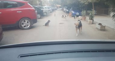 شكوى من انتشار الكلاب الضالة بشارع عمرو بالمعادى الجديدة