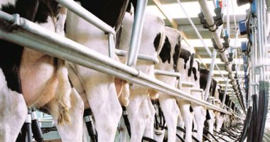 "الزراعة": إعداد فريق من خبراء "الحليب الآلى" لمشروع المليون رأس ماشية