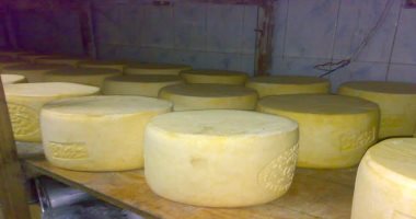 ضبط كميات كبيرة من الجبن الرومى فاسدة ومتعفنة بالدقهلية 