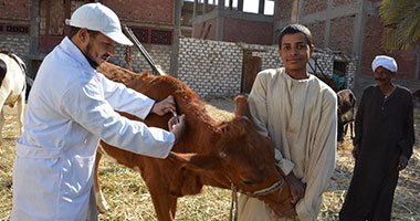  تنفيذ حملة لتحصين الماشية ضد الأمراض المعدية بالوادى الجديد