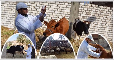 "الزراعة": تحصين 2.9 مليون رأس ماشية ضد "الحمى القلاعية" بالمحافظات