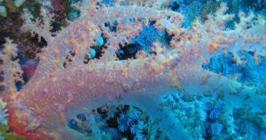 بالصور.. "البلاك كولر" شعاب مرجانية نادرة عمرها آلاف السنين بالبحر الأحمر