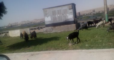 بالصور.. كورنيش النيل يتحول لحظيرة ماشية وأغنام بالمنيا