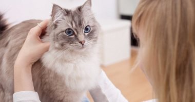 هل هناك علاقة بين تربية القطط وحدة أعراض الدورة الشهرية؟