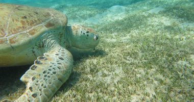 بالفيديو والصور.. البحر الأحمر يضم أكبر جزيرة لتعشيش السلاحف فى المنطقة