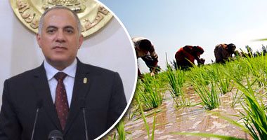 وزارة الرى: زراعة الأرز بمساحات كبيرة فى الدلتا لحمايتها من تملح التربة